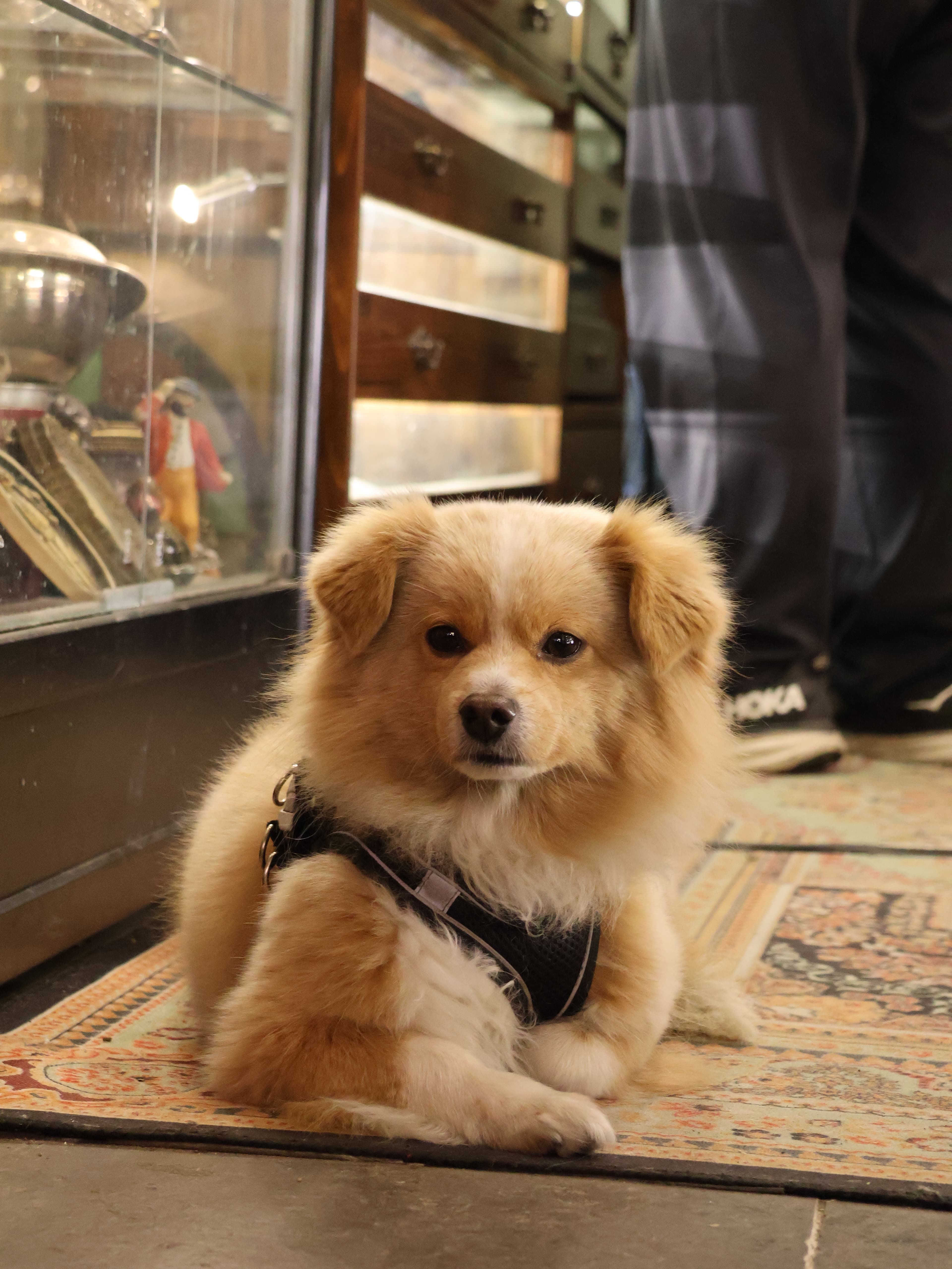 Small fluffy dog sitting on a rug indoors